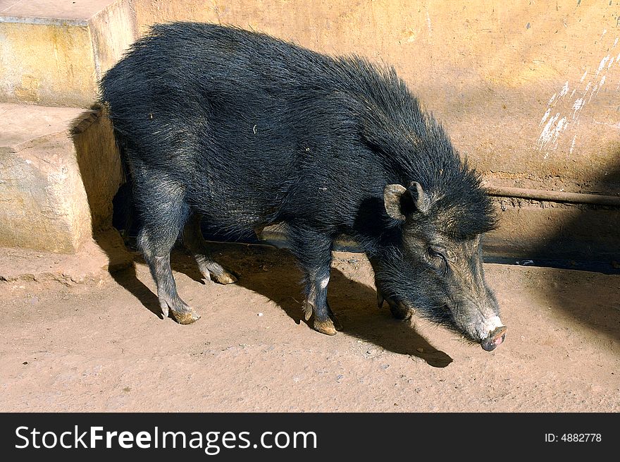 India, Bundi: a black wild boar living in the city. India, Bundi: a black wild boar living in the city