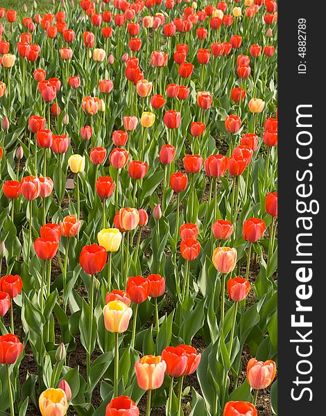 Spring field of red and yellow tulips