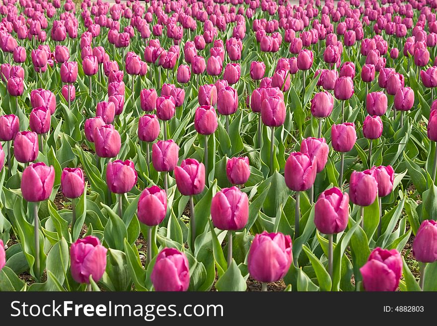 Spring field of purple tulips
