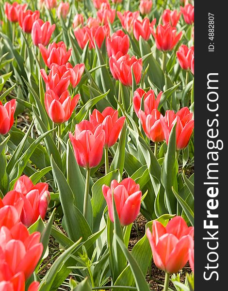 Spring field of red tulips