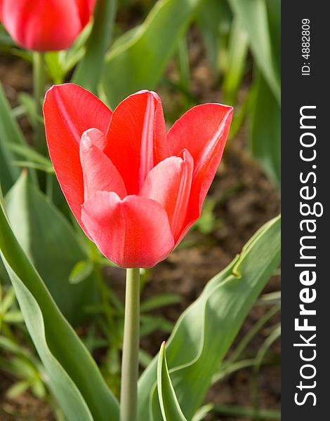 Close uo of spring red tulip