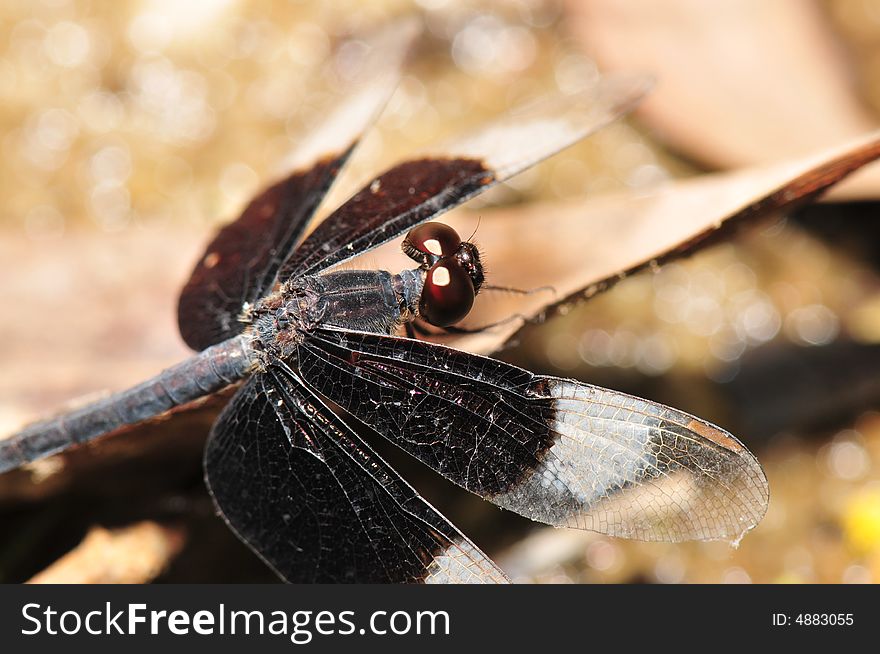 A close up picture of a dragonfly resting. A close up picture of a dragonfly resting