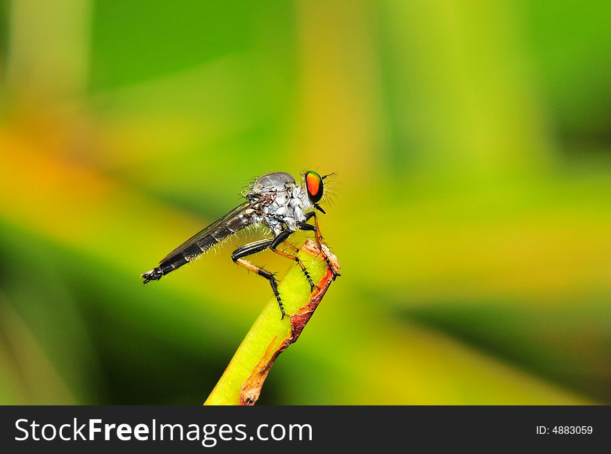 A close up picture of a robber fly