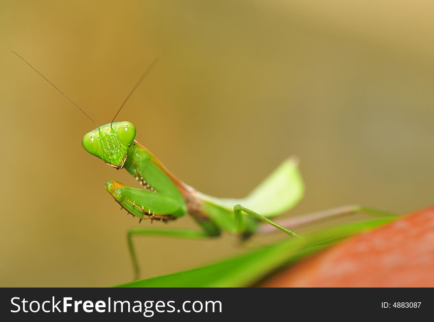 A macro close-up of a playing mantis. A macro close-up of a playing mantis