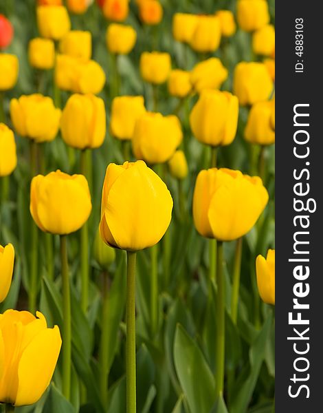 Spring field of yellow tulips