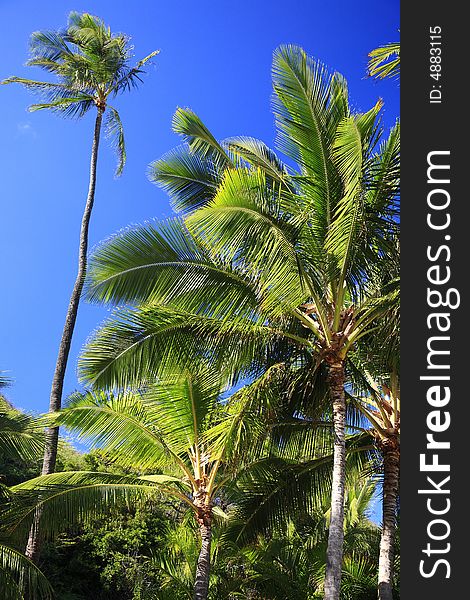 Palm Tree At Hanauma Bay
