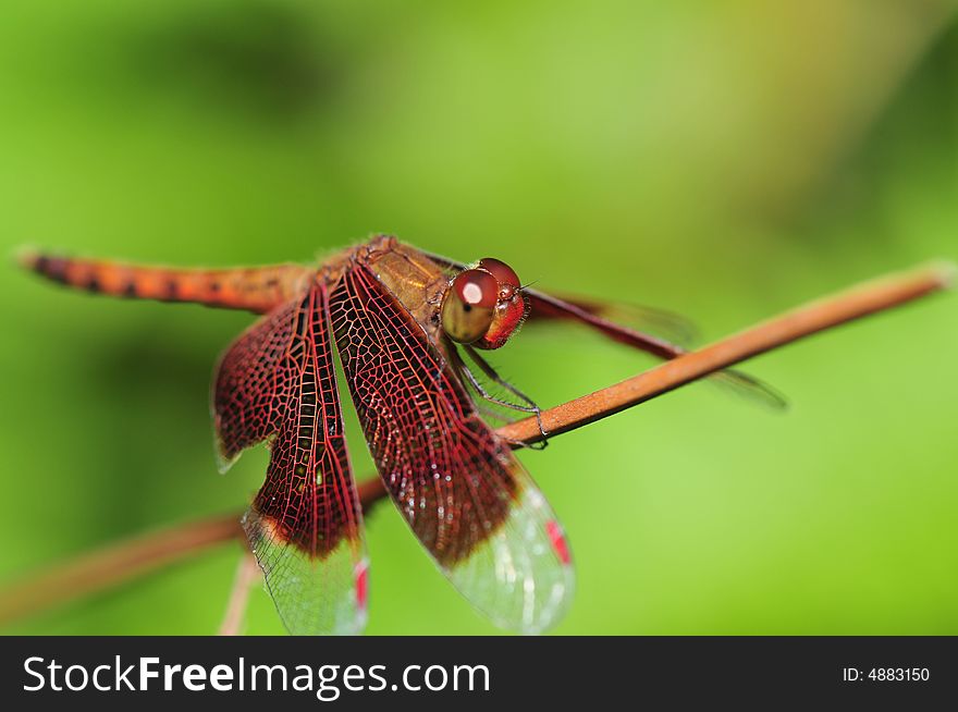 A close up picture of an orange dragonfly resting. A close up picture of an orange dragonfly resting