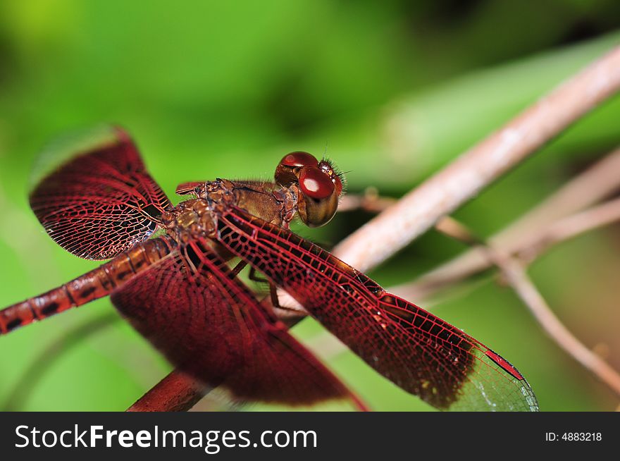 A close up picture of an orange dragonfly resting. A close up picture of an orange dragonfly resting