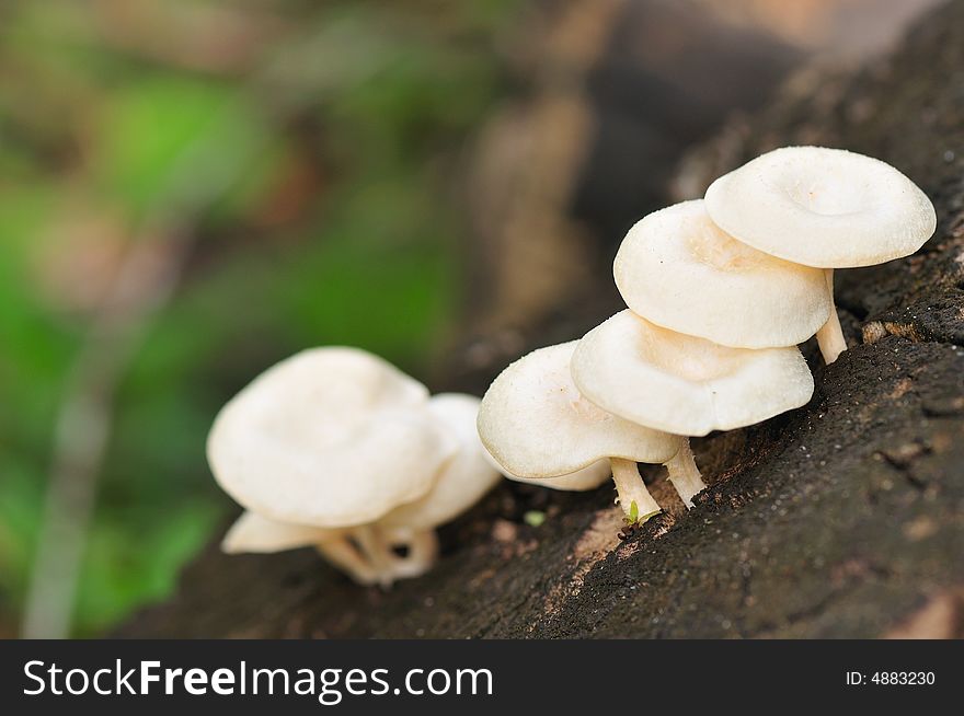 Wild mushrooms growing on a tree trunk. Wild mushrooms growing on a tree trunk
