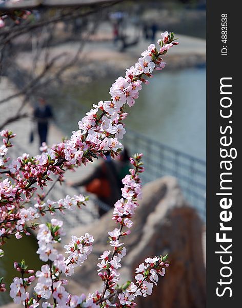 A peach blossom in spring Park Dalian, China.
