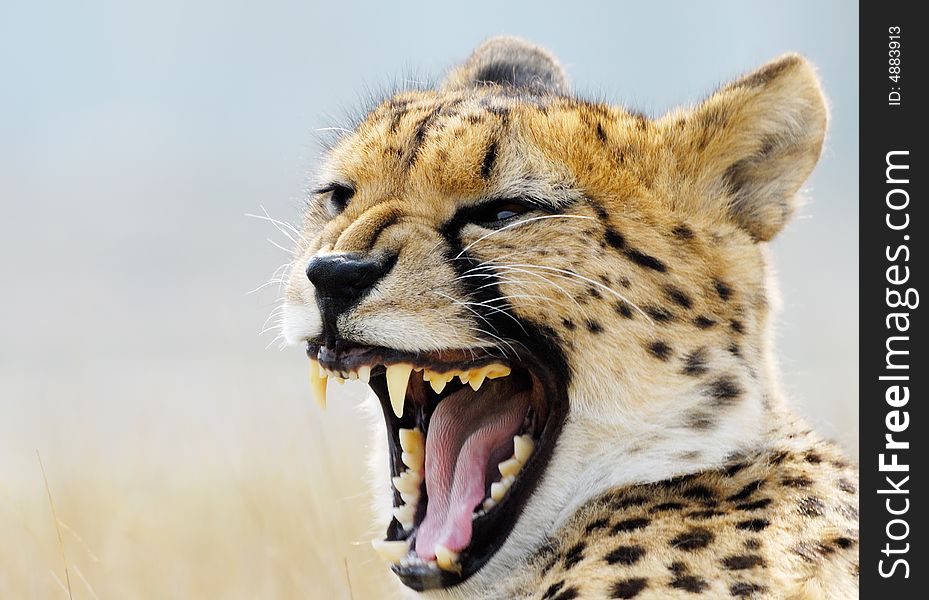 Close-up of a beautiful cheetah (Acinonyx jubatus)