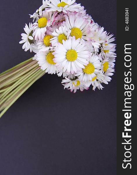 Daisies, Chamomile, Ox-eye daisy bunch isolated on black background. with space for text (copyspace). Daisies, Chamomile, Ox-eye daisy bunch isolated on black background. with space for text (copyspace)