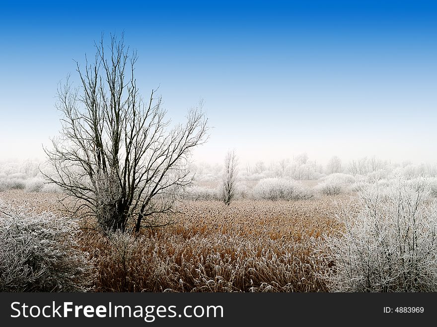 Beautiful cold and white winter landscape