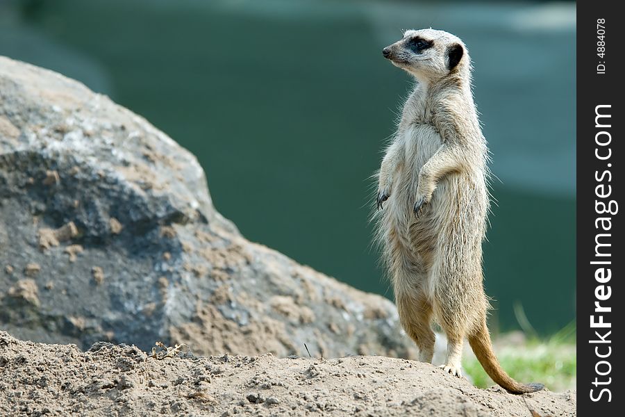 A cute meerkat (Suricata suricatta)