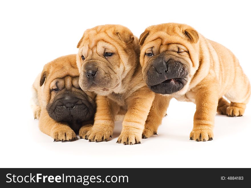 Beautiful Sharpei Puppies