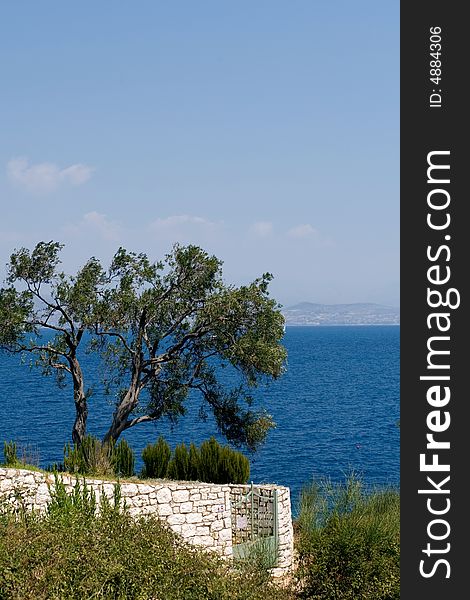 Solitaire olive tree near sea shore. Solitaire olive tree near sea shore