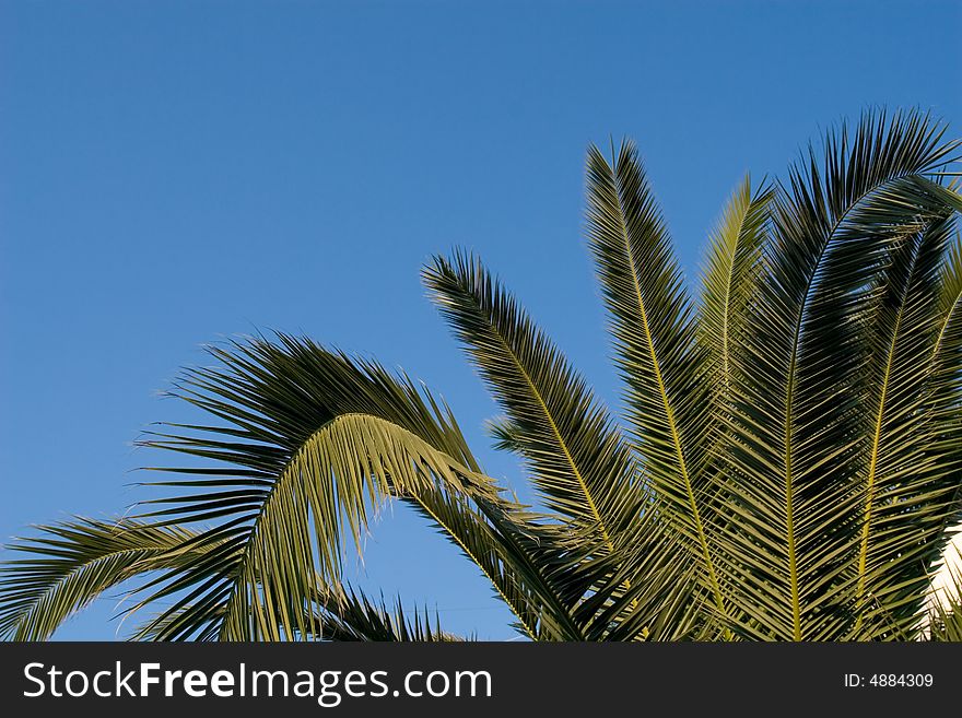 Green palm tree leafs detail in summer sun. Green palm tree leafs detail in summer sun