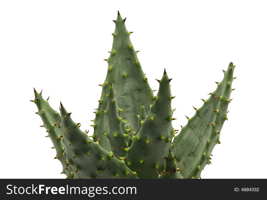 Aloe, also written Aloë, is a genus containing about four hundred species of flowering succulent plants.