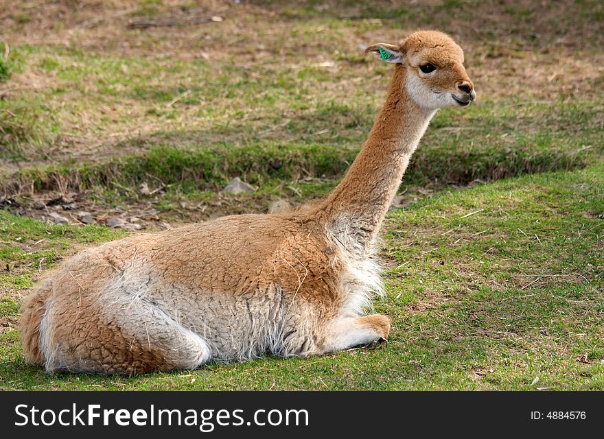 Baby guanaco on grass in the zoo
