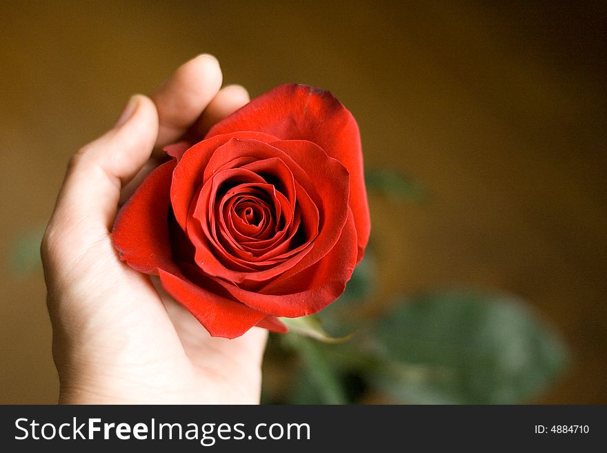 Rose in hand on the brown background