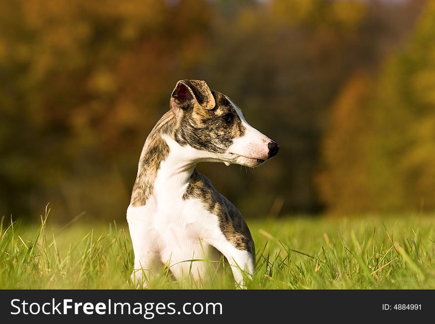 Whippet puppy standing on the field