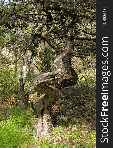 Relic pine in the forest