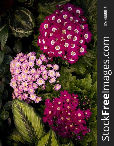 Pink bouquet in green leaves isolated