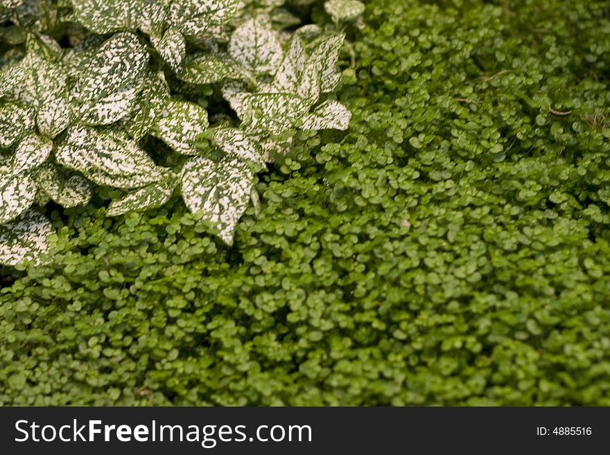 Green grass and leaves background. Green grass and leaves background