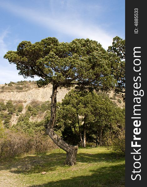 Relic pine in the forest