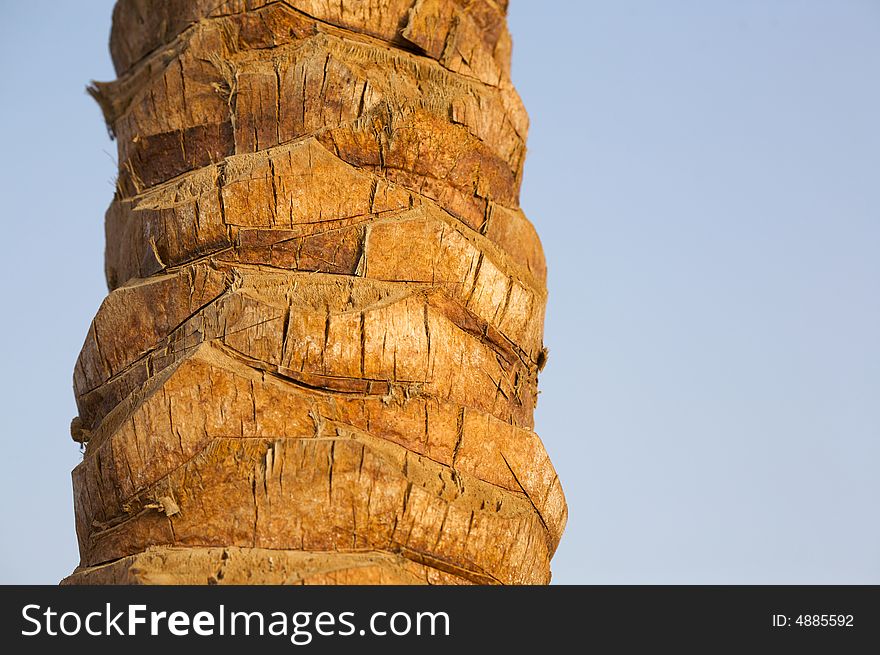 Trunk of a palm-tree with a blue sky on a background