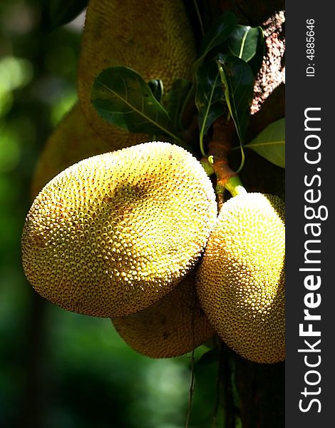 Jackfruits growing in natural conditions of jungle