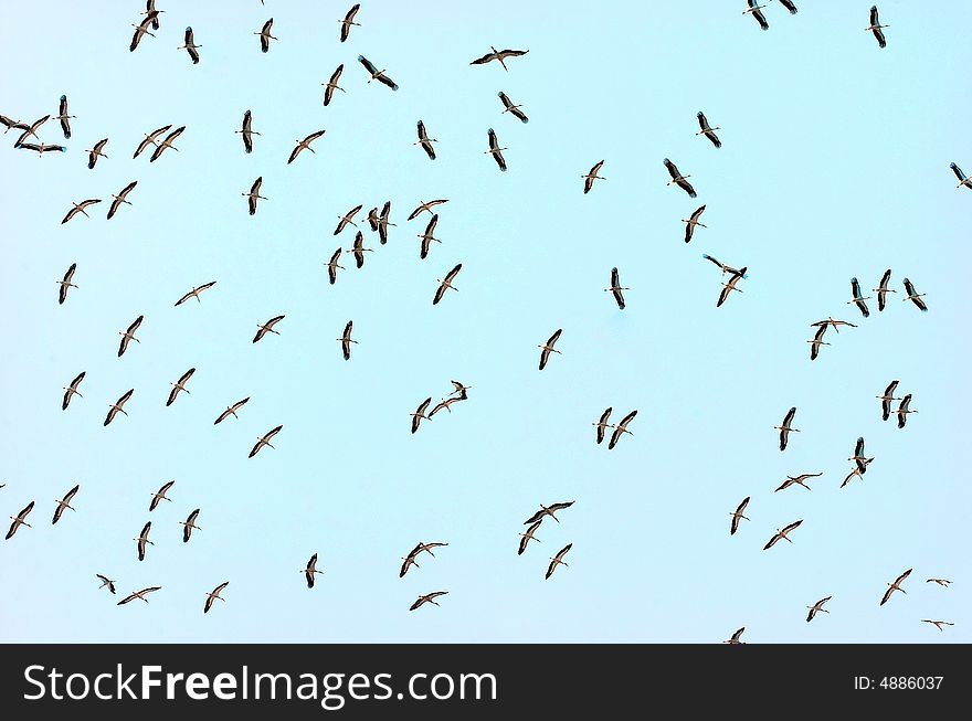 Bird Background over blue sky