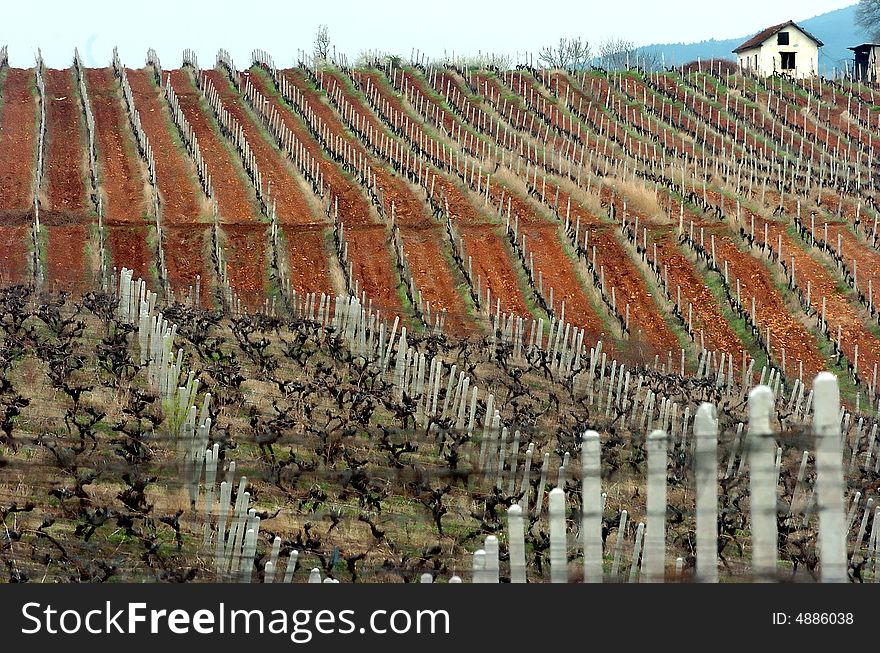 Traditional Vineyard in south Macedonia