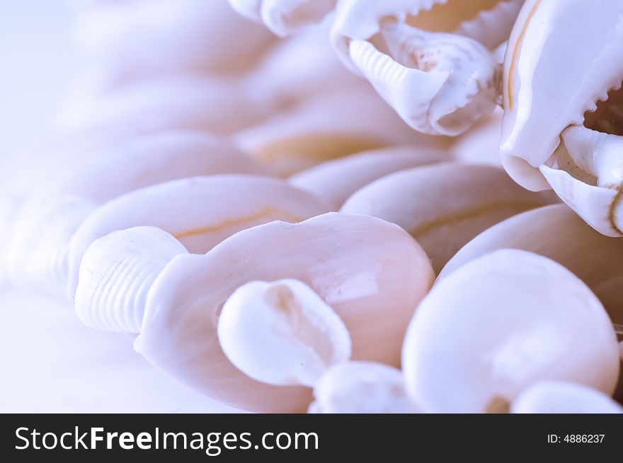 Abstract sea shell background with a minimal DOF