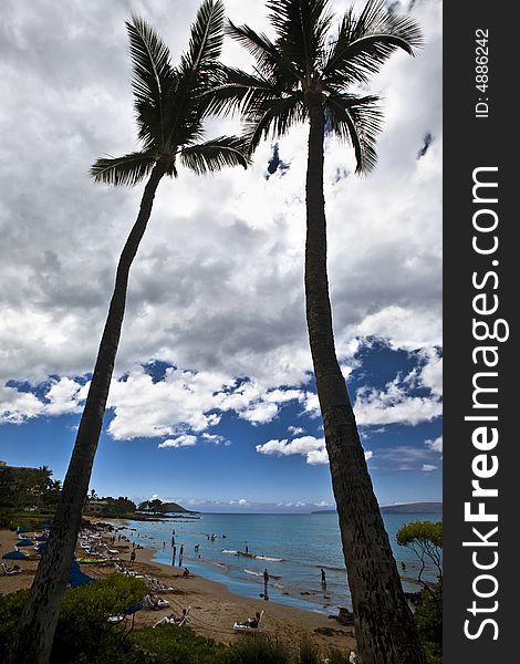 Hawaii Coconut Palm