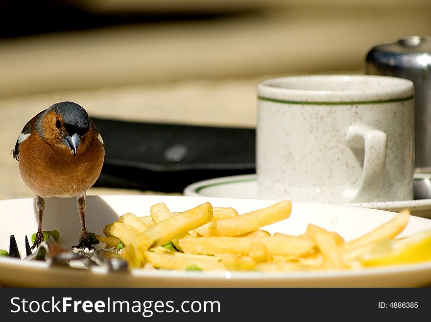 Bird at the cafe, fries and coffee. Bird at the cafe, fries and coffee