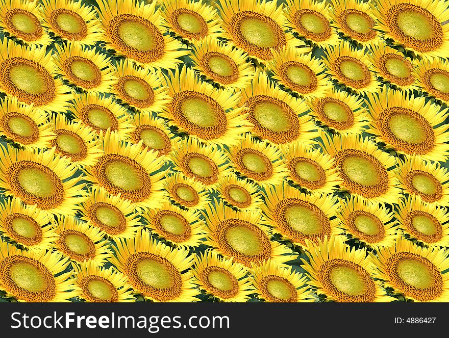 Many big and small sunflower arranged together. Many big and small sunflower arranged together