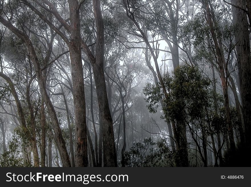 CSP Misty Forest V