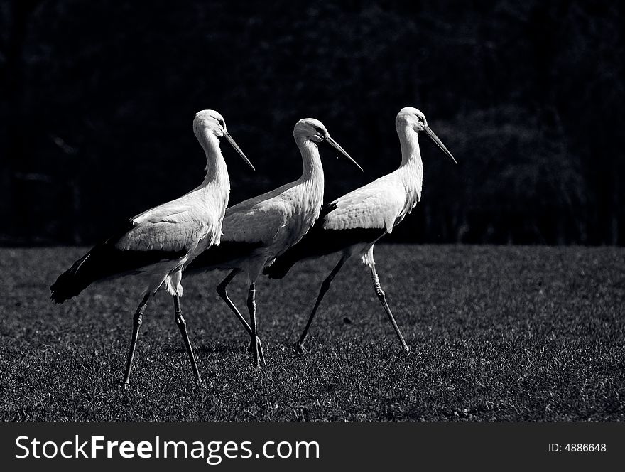 Three storks walking on the field