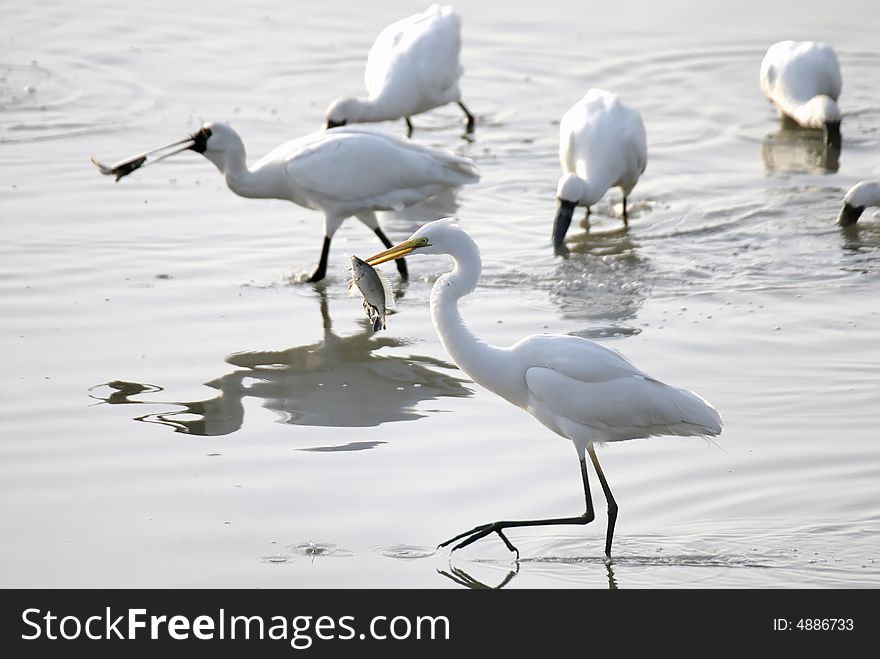 A group of egret catching fish. A group of egret catching fish