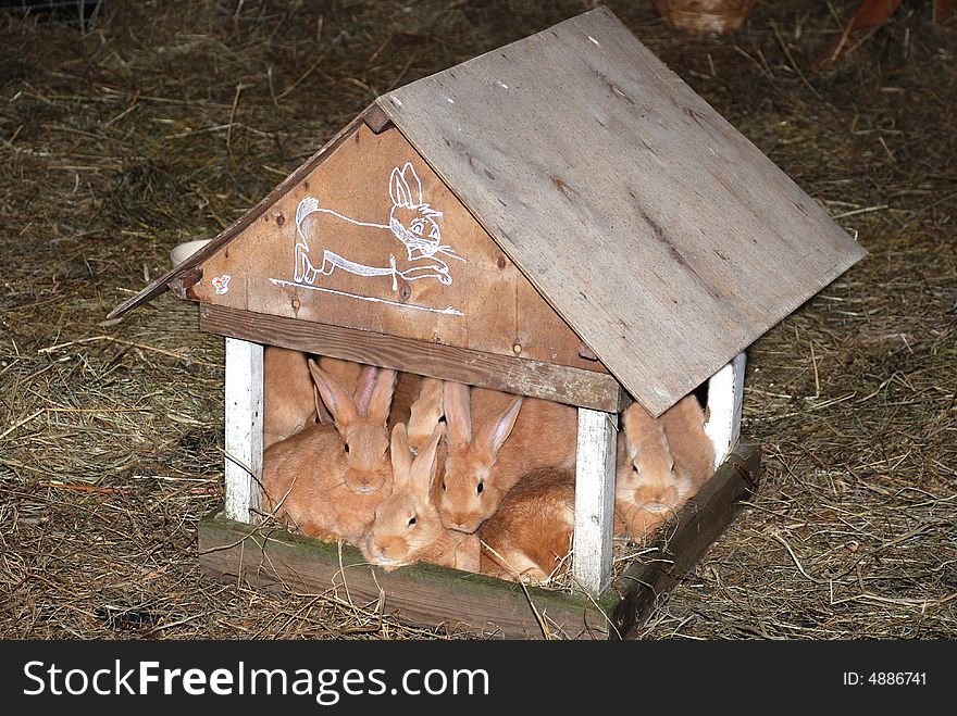 Hares In A Small House