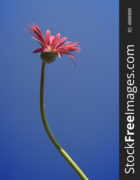 Single daisy flower against blue sky - spring time concept