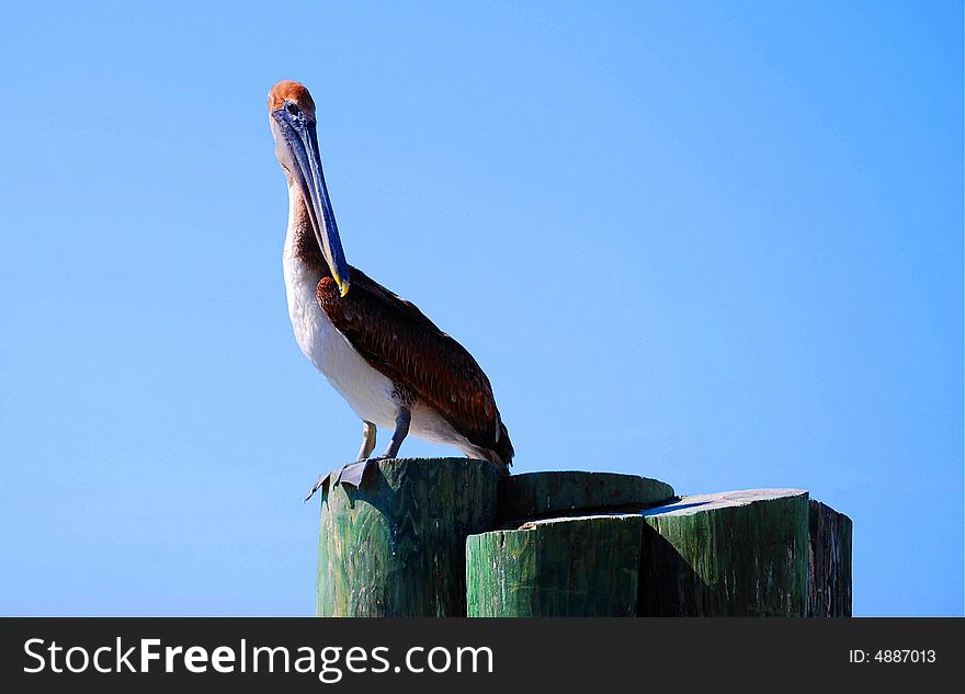 This hungry pelican is standing on the docks, scanning the water, awaiting his dinner. This hungry pelican is standing on the docks, scanning the water, awaiting his dinner.