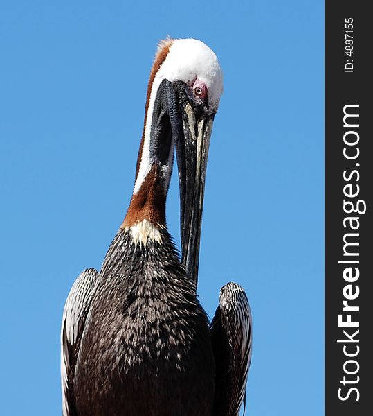 This hungry pelican is standing on the docks, waiting for his next meal to swim by. This hungry pelican is standing on the docks, waiting for his next meal to swim by.