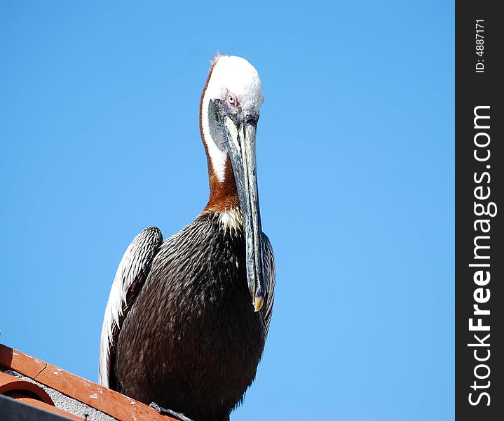 This hungry pelican is standing on the docks, waiting for his next meal to swim by. This hungry pelican is standing on the docks, waiting for his next meal to swim by.