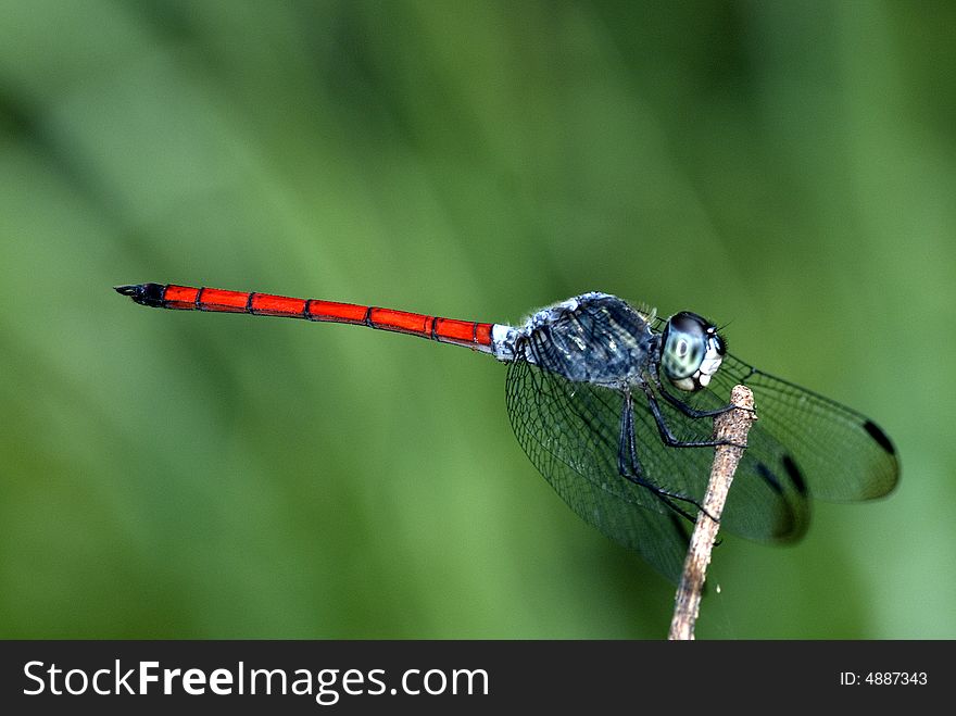 Red and Blue dragonfly resting on a stick