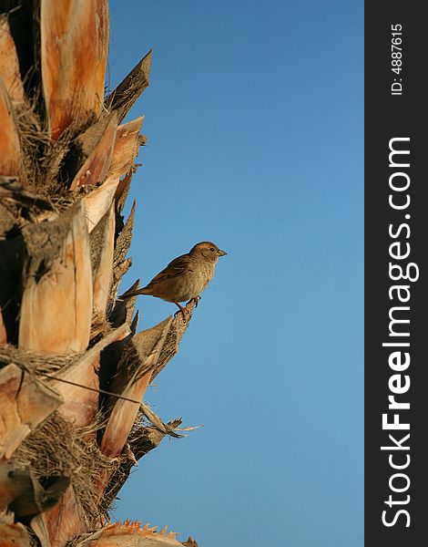 A bird stay at the cabbage palm, Photo by Toneimage of China, a photographer live in Beijing.