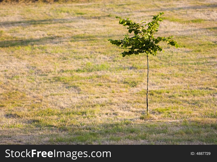 Tree over a cutted prairie