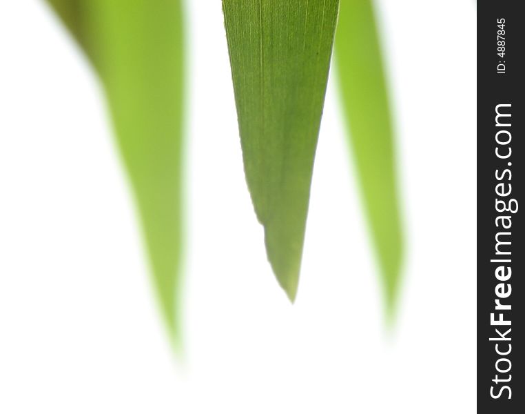 Dew On A Leaf