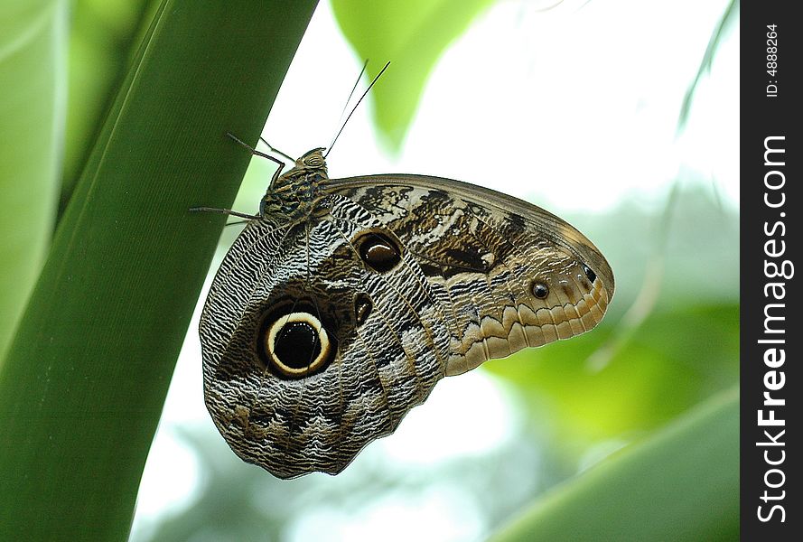 A brown 'eyed' butterfly on a tree. A brown 'eyed' butterfly on a tree.